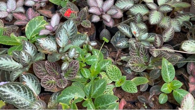Episcia Plants cheapest Wholesale Nursery