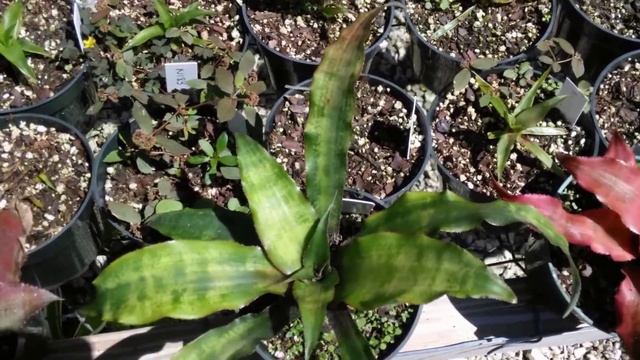 Cryptanthus bromeliads explained earthstars container potted plants care maintenance смотреть онлайн