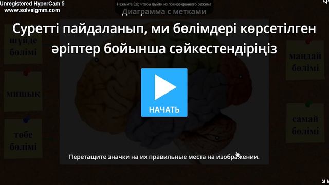 ЕГЭК.Нуркиясова Э.Қ. Орталық жүйке жүйесінің құрылысы.Мидың құрылысы мен қызметтері. смотреть онлайн