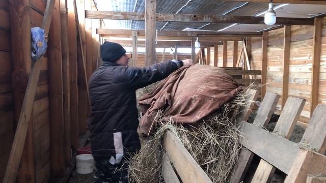 КУПИЛИ ДОМ! СТОИМ ЛЮБУЕМСЯ! БУДНИ НА ФЕРМЕ! СТРОИМ ФЕРМЕРСКОЕ ХОЗЯЙСТВО С НУЛЯ! НАШИ КУРЫ ЗАНЕСЛИСЬ