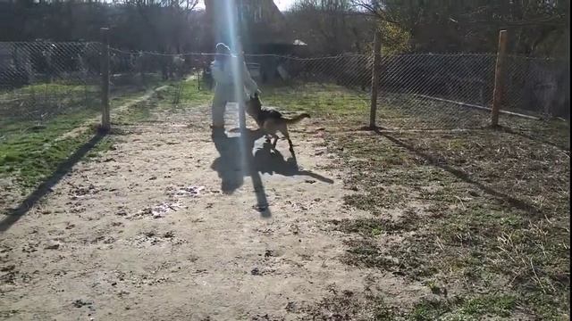 Немецкая овчарка 1,3 года Джигит / первое занятие на рукав смотреть онлайн