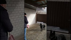 Как научить собаку выполнять команды с расстояния??? #немецкаяовчарка #командысрасстояния