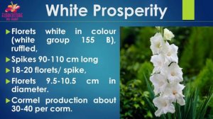 Gladiolus Varieties || Identification Video On Gladiolus Varieties || For Students