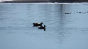 Video.Guru_20230317_163452885.mp4