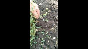 Гипсофила- шикарное многолетнее растение, украшение бордюра или клумбы.