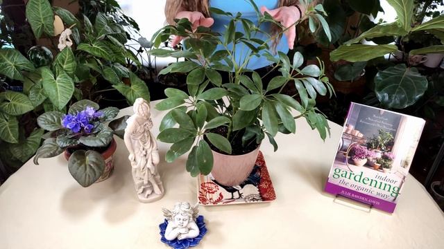 Schefflera Plant Care: What To Know