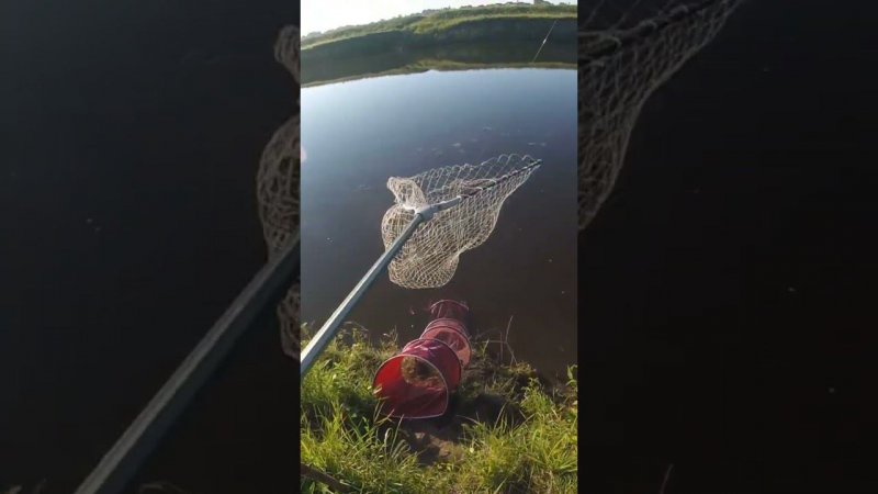 ЛЕЩИ В ТАЙГЕ КЛЮЮТ ПО 2 СРАЗУ #рыбалка #фидер #ловля  #fishingvideo #shorts #carpfishing #карп