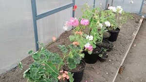 Теплица своими руками. Как закрепить теплицу.