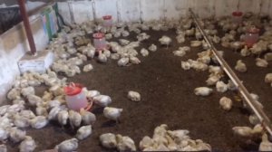 Бройлерам 14 дней , подозрение на кокцидиоз, отход 40 штук !