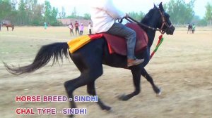 PACER HORSE PRACTICE ON THE GROUND OWNER MR. SARFARAZ KHAN