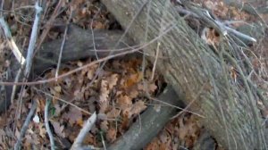 Режет Тихо Легко Быстро Аккумуляторная цепная пила Grand АПЦ 21v 4Ar сбор дров в лесу без разрешени