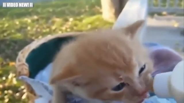 Симпатичные котята и щенки кормление из бутылочки сборник - [NEW] смотреть онлайн