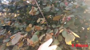 СЕЯНЦЫ КРАСНОЛИСТНОГО ФУНДУКА. ОБЗОР ОРЕХОВ!!!