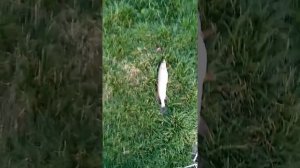 Рыбалка в черте города.. Озеро Карасун...щука на живца...