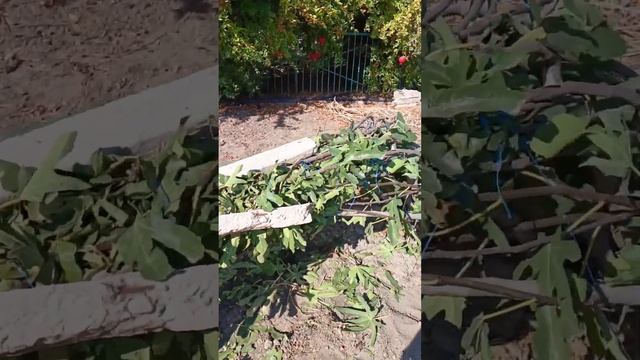 Укрытие инжира на зиму. смотреть онлайн