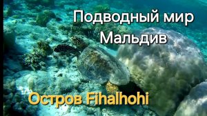 21 серия. Мальдивы. Fihalhohi. Снорклинг. Акула, черепаха и рыбки.