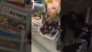 Размножение гинуры