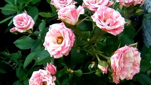 Двухцветные розы моего сада. смотреть онлайн