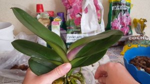 Срочно пересаживаем орхидею Hsin The Big Bang. Теряет тургор