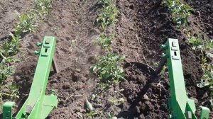 19 июня 2021 г. Окучивание картофеля минитрактором ЯНМАР КЕ4