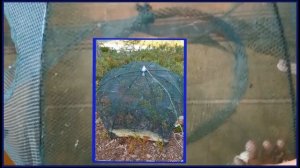 Раколовки гармошка и зонтик с АлиЭкспресс. #раколовка