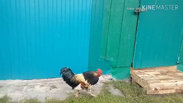 Обзор на Петуха Сашу