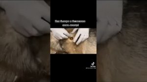 Как быстро и безопасно снять клеща у собаки