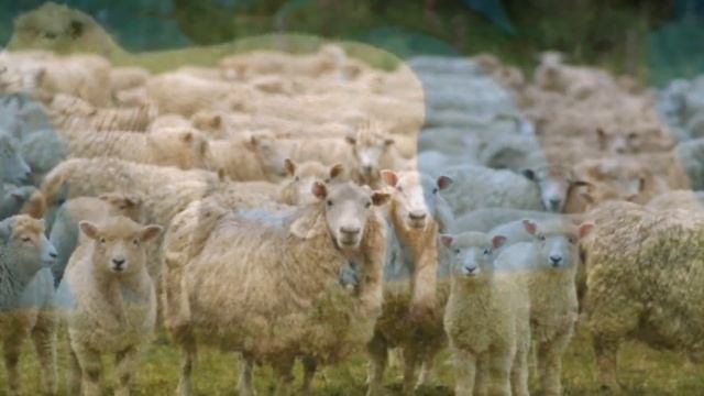 Разведение Цигайской породы овец как бизнес идея | Овцеводство | Цигайская овца смотреть онлайн