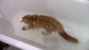 Котёнок Изучает ВАННУЮ комнату и смотрит на себя в ЗЕРКАЛО!