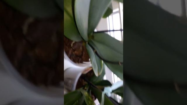 Обзорчик моих цветущих орхидей. Интрига с цветением. Или или... смотреть онлайн