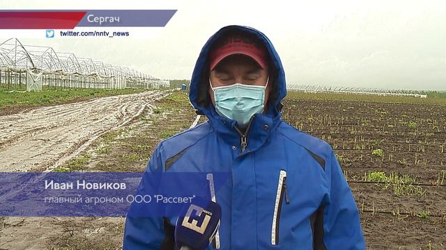 Высадку спаржи начали в Нижегородской области смотреть онлайн