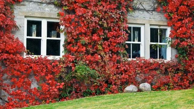 Как вырастить девичий виноград. смотреть онлайн