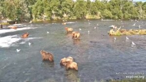 Super Epic Bearapalooza! 17 Brown Bears at Brooks Falls!!!  2 hours uninterrupted!