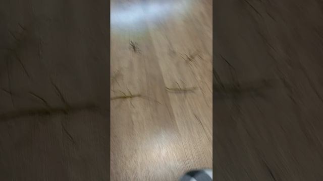 палочники 2 часть все о палочников слабонервным лучше не смотреть