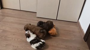 Щеночки ши-тцу!