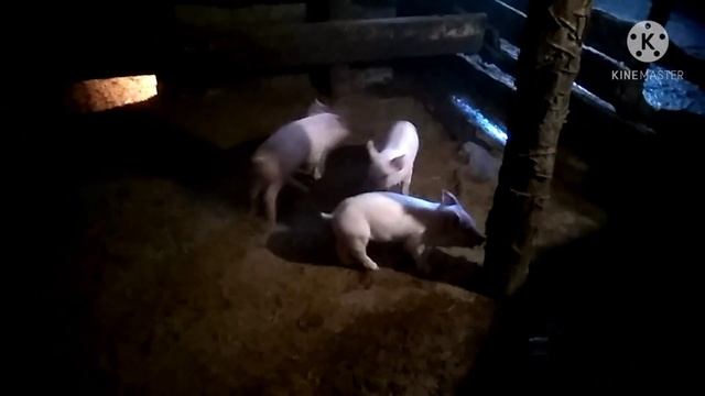 Продаю поросят породы Йоркшир  (Крупная Белая мясного направления зарубежной селекции)