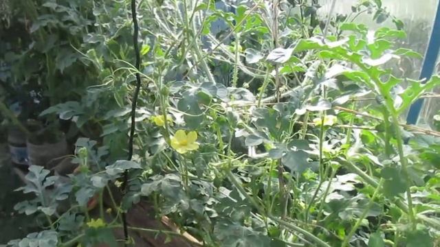 Обзор САМОГО ЛУЧШЕГО ОГОРОДА В МИРЕ . Огурец Таёжный изумруд смотреть онлайн