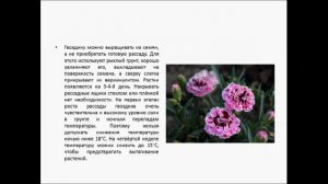 Гвоздика китайская