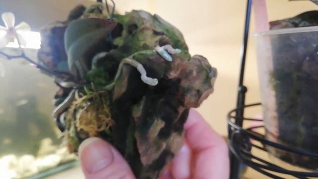 Цветение фаленопсиса Уилсона и условия содержания.