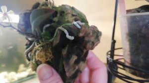 Цветение фаленопсиса Уилсона и условия содержания.