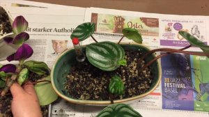 Repot watermelon Peperomia propagation and care tips chat