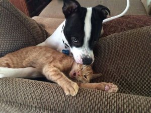 СМЕШНЫЕ КОТЫ ? ПОПРОБУЙ НЕ ЗАСМЕЯТЬСЯ ? САМЫЕ СМЕШНЫЕ ЖИВОТНЫЕ В ЭТОМ МИРЕ ⭐ КОТЫ И СОБАКИ 2022.mp4