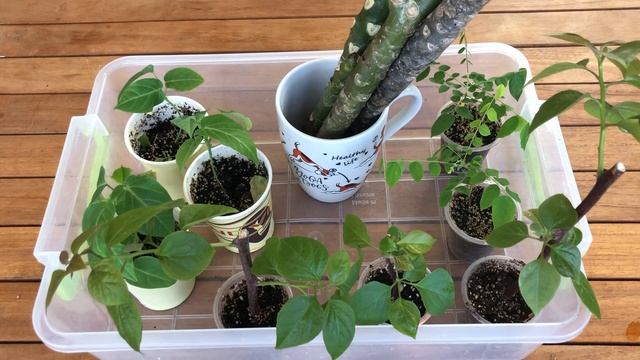 ПЛЮМЕРИИ | БУГЕНВИЛЛИИ | КАРАМБОЛЬ | РЕЗУЛЬТАТ УКОРЕНЕНИЯ смотреть онлайн