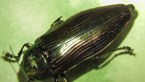 ИНСЕКТАРИЙ: 34. Златка Золотистая (Eurythyrea aurata)
