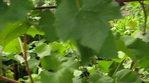 Виноград киш-миш Юпитер 2019 Универсал из США