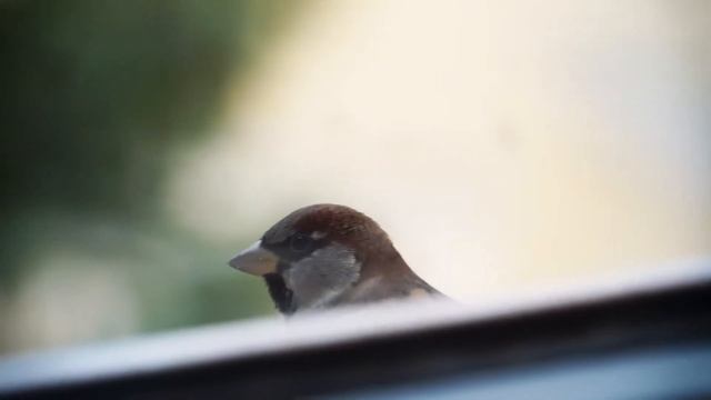 Оконная кормушка для птиц Птаха 333 смотреть онлайн