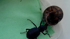 Жужелица Кавказская (лат. Carabus caucasicus)