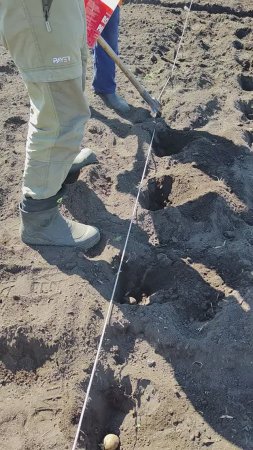 А так мы картошку по верёвочке