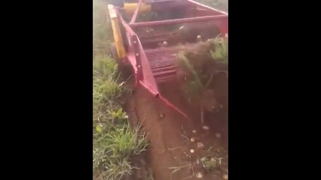 Продаются Беларуские 2-х рядные картофелекопалки (новые/заводские). смотреть онлайн