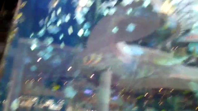 Супер большой морской аквариум .рыбки.акула смотреть онлайн